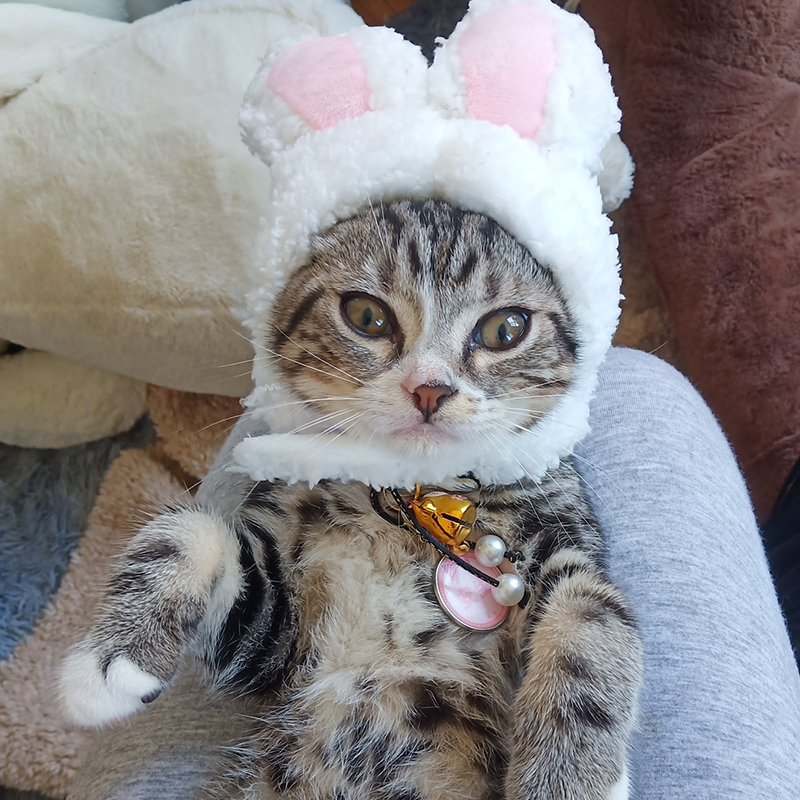 可愛兔子頭套貓咪頭飾 寵物搞怪生日裝飾 狗帽 變裝帽