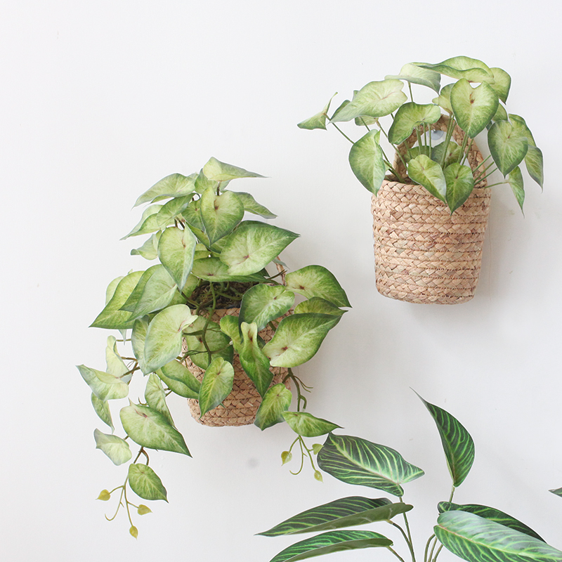 雨林風情 綠植合果芋盆栽 清新家居裝飾 辦公室擺件 (2.5折)