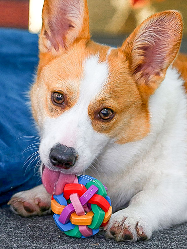 磨牙潔齒彈力球 訓練狗狗 幼犬寵物玩具