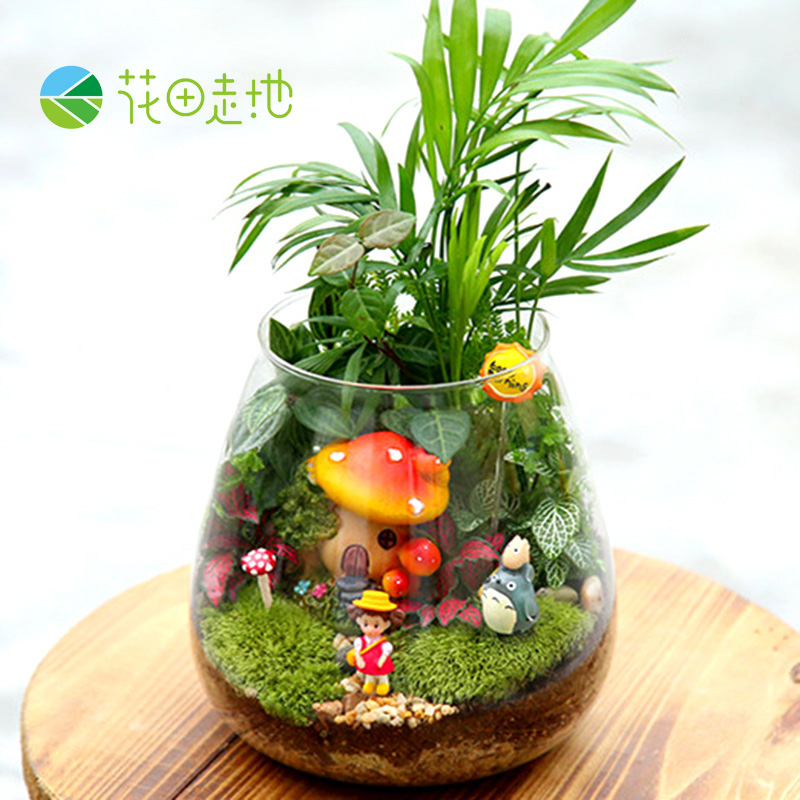 玻璃生態瓶水晶苔蘚微景觀生活擺設裝飾品