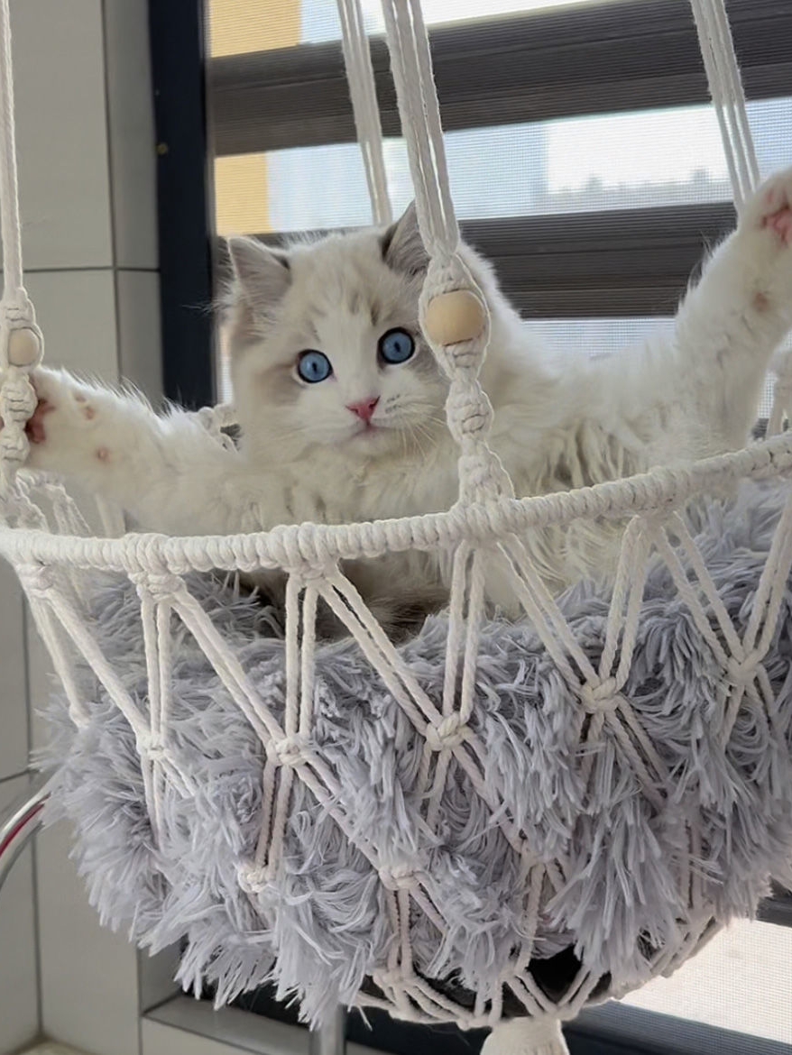 貓咪吊床窩掛式鞦韆 貓窩編織寵物吊籃窩懸掛水果網兜 (6折)