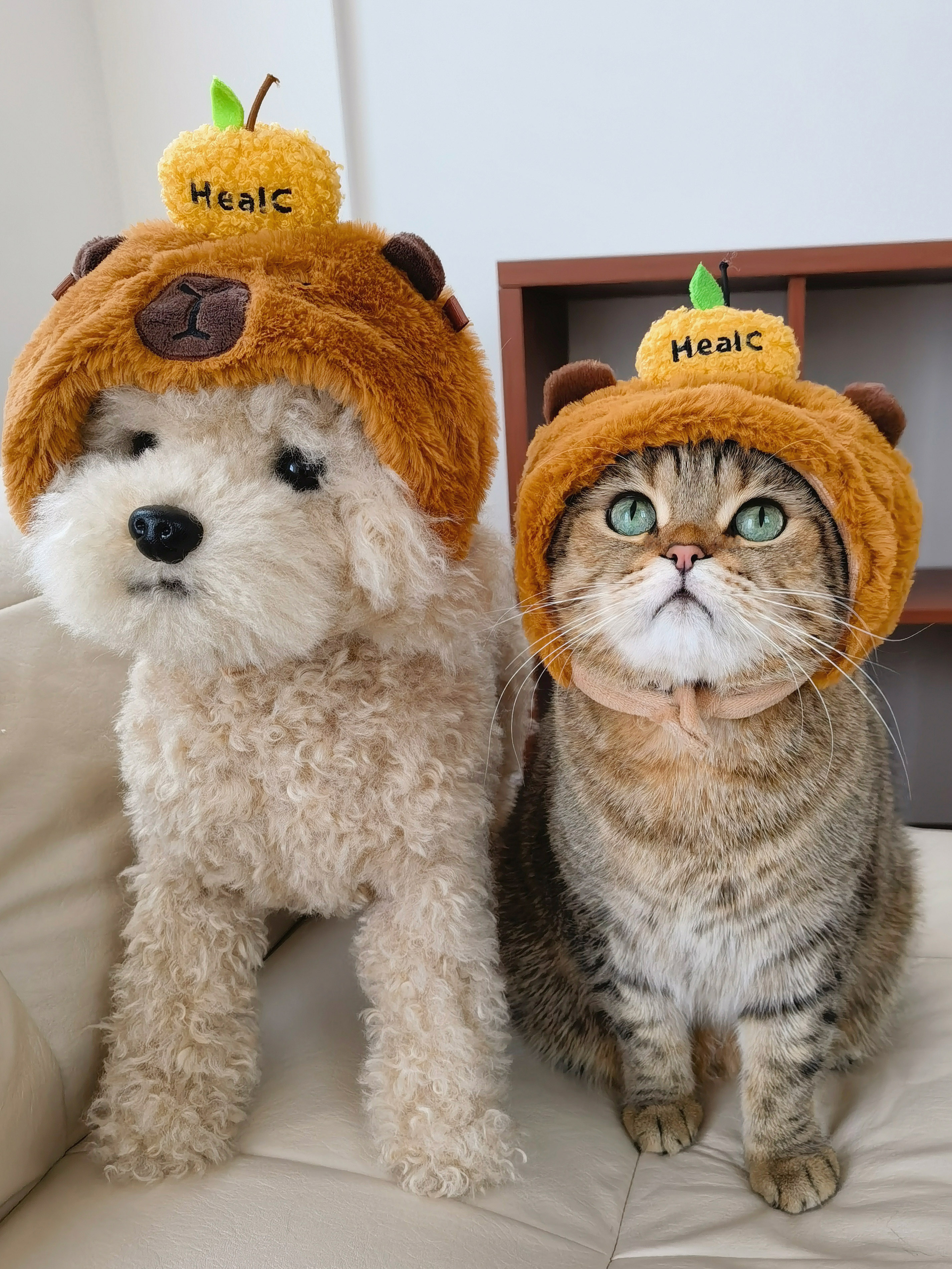 超萌水豚頭套 桔子卡皮巴拉 裝飾搞怪 可愛寵物貓咪狗狗 帽子