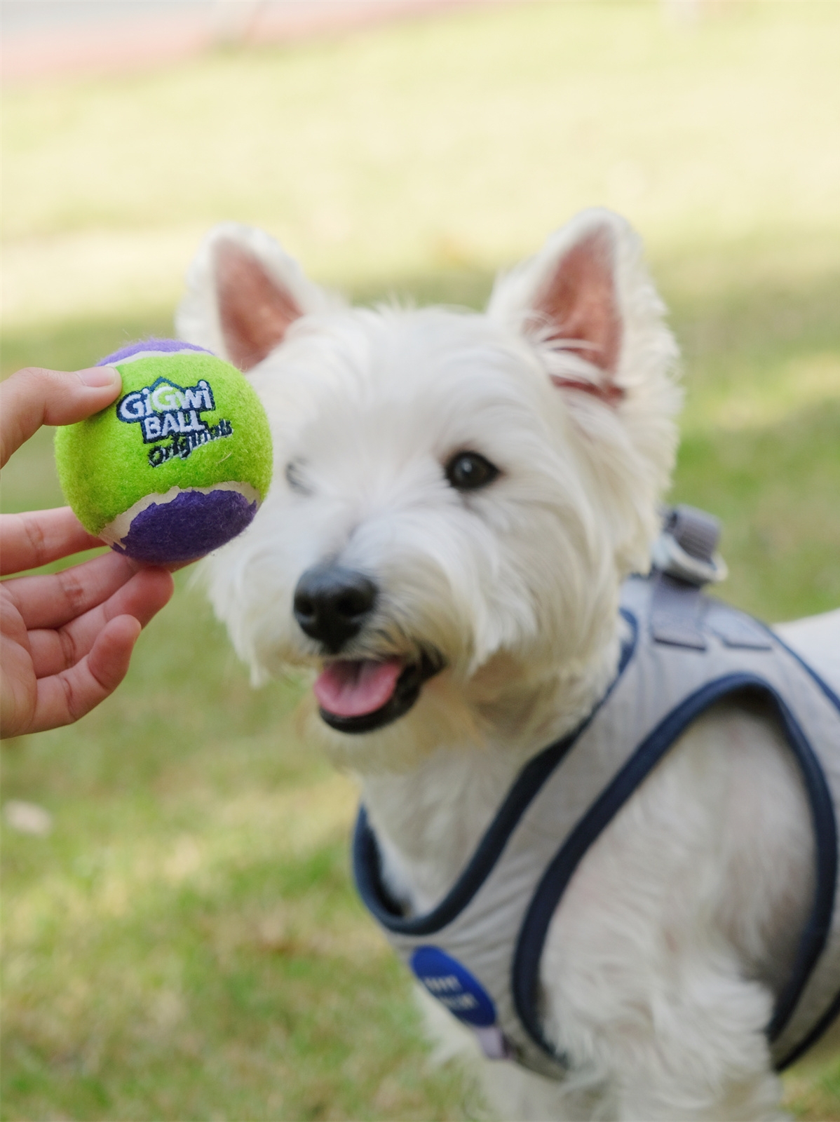 愛犬最愛的發聲玩具 gigwi網球系列小號組合裝