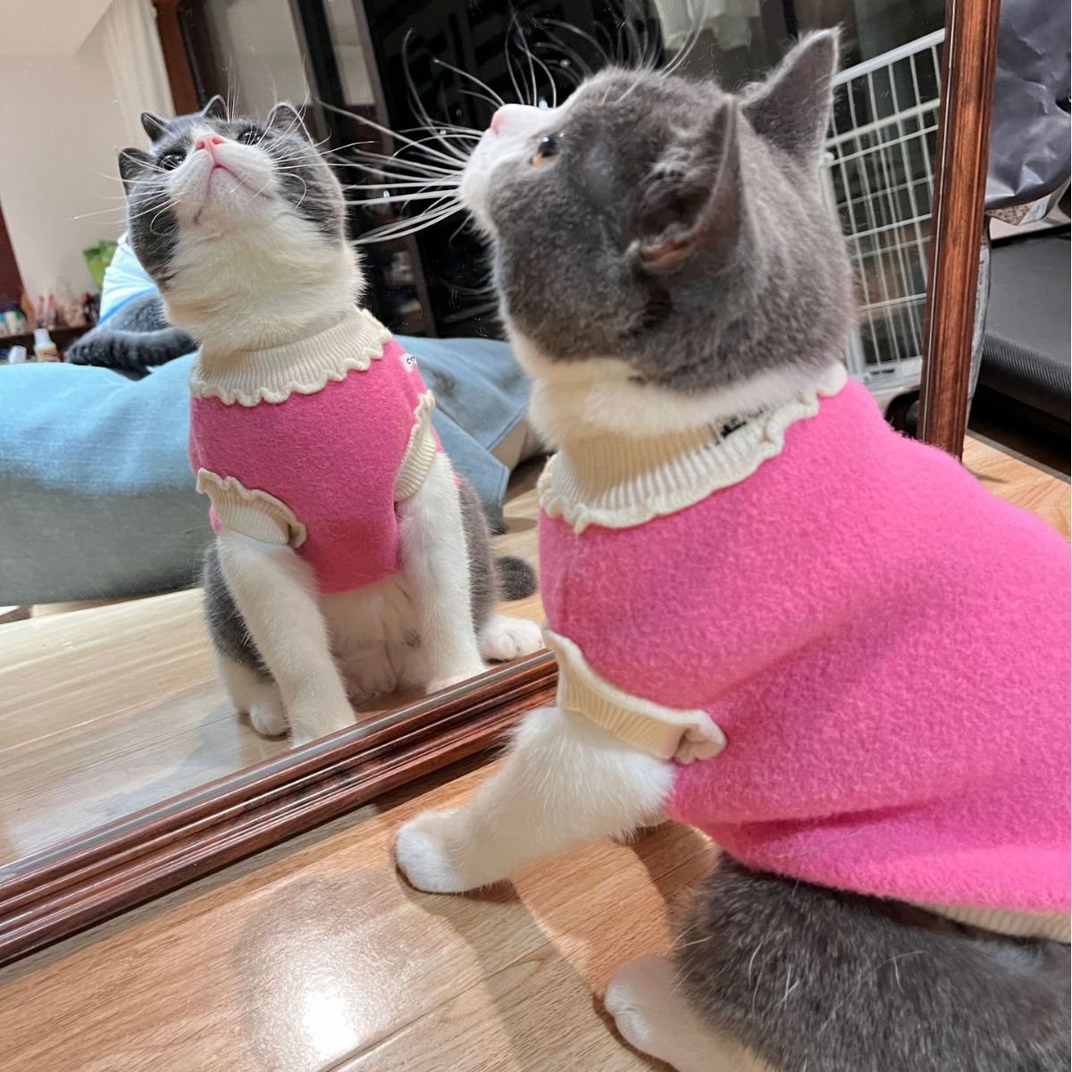 2023新款加絨小型犬狗秋冬季寵物衣服 貓貓服飾純色毛衣 貓咪防掉毛