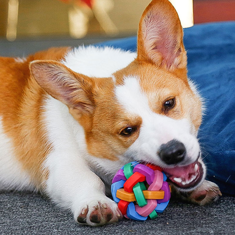 狗狗玩具球 寵物專用 耐咬發聲 適合小型犬磨牙潔齒訓練幼犬