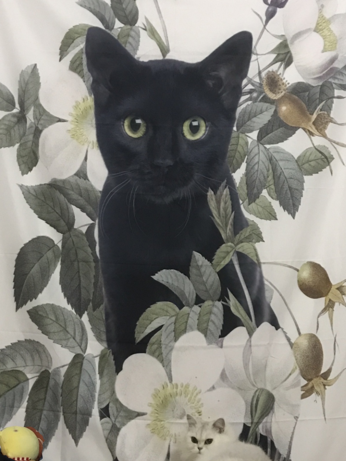 簡約現代風格北歐ins改造掛布黑貓咪裝飾畫布掛毯牆布