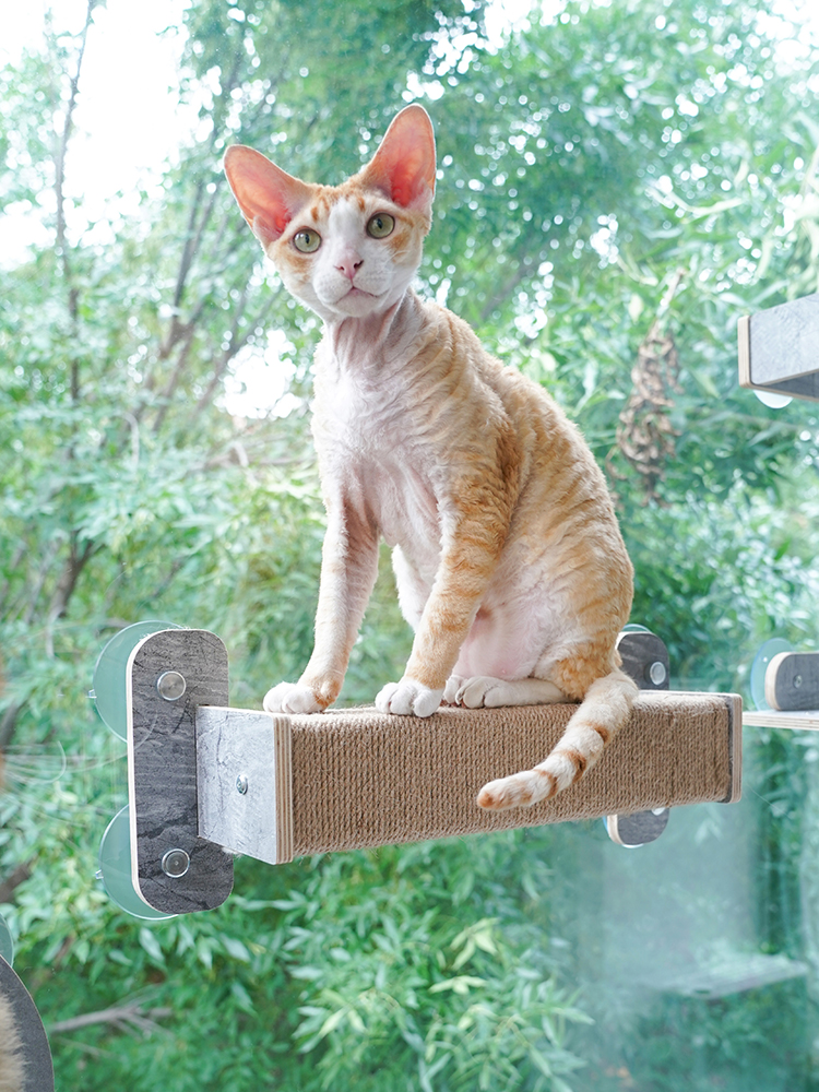 貓抓板推薦貓抓柱貓跳台貓跳台懸掛式透明壓克力吊床寵物貓咪磨爪抓板 (7.4折)
